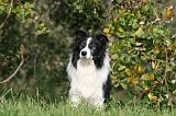 BORDER COLLIE 1399